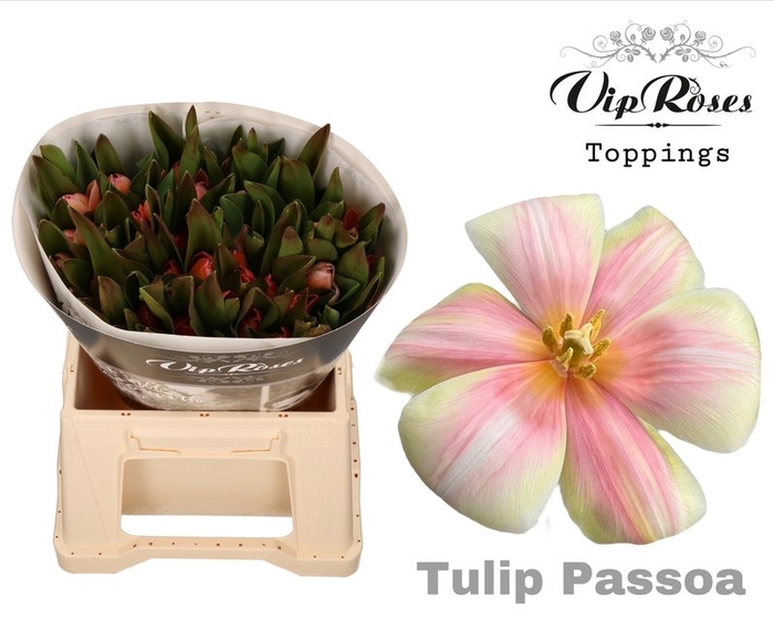 <h4>Tulipa si paint passoa</h4>