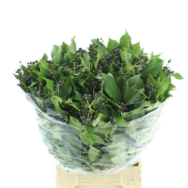 fleur ami, Árbol del dinero Crassula Ovata, planta artificial, 60 cm