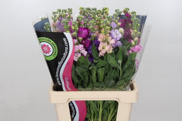 <h4>Matthiola</h4>