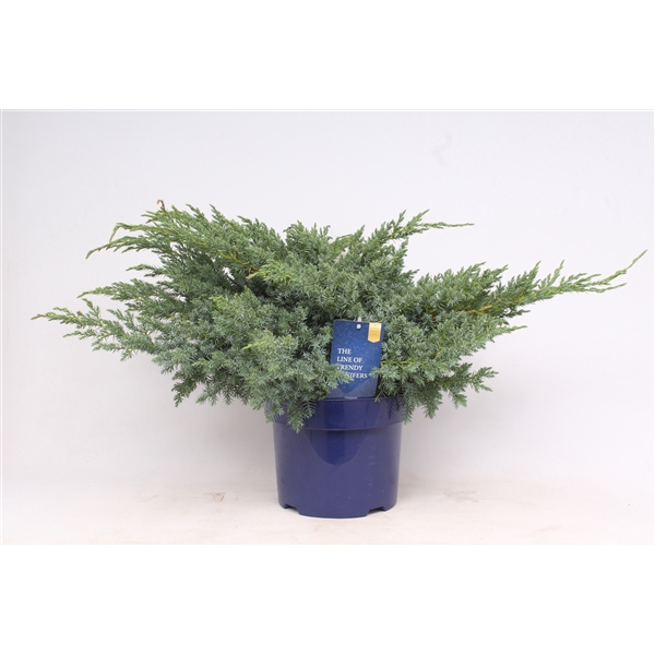 <h4>Juniperus squamata 'Blue Swede'</h4>