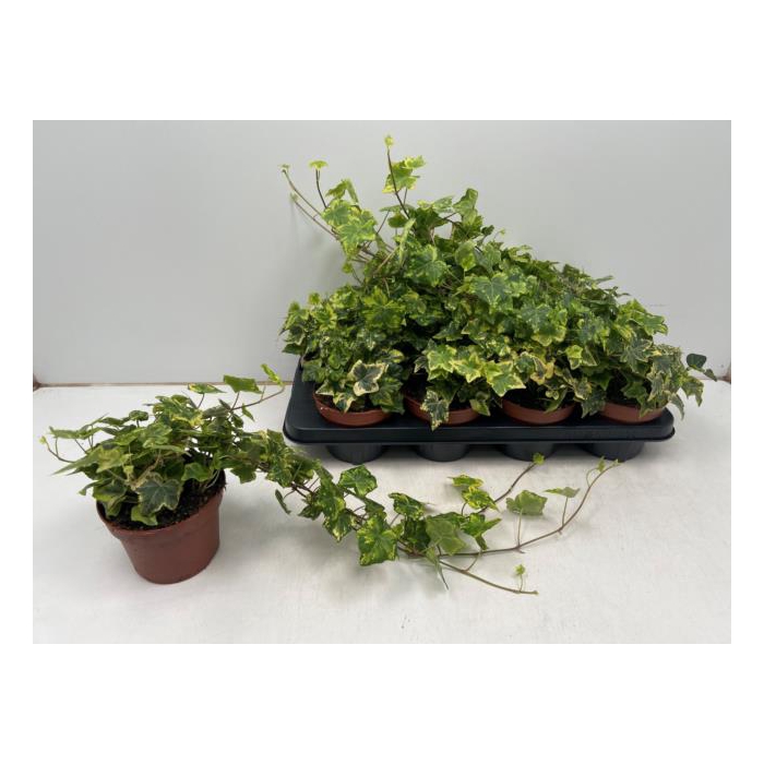 <h4>Hedera hibernica Golden Kolibri 13Ø 40cm</h4>