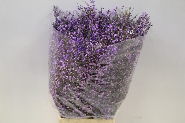 <h4>Genista paint milka</h4>