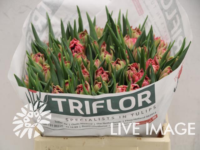 <h4>Tulipa do palermo</h4>