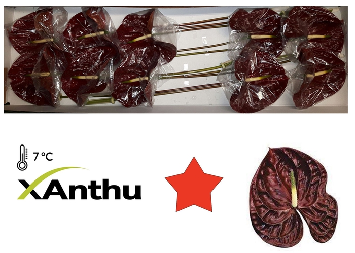 <h4>ANTH A Tropic Night 10</h4>