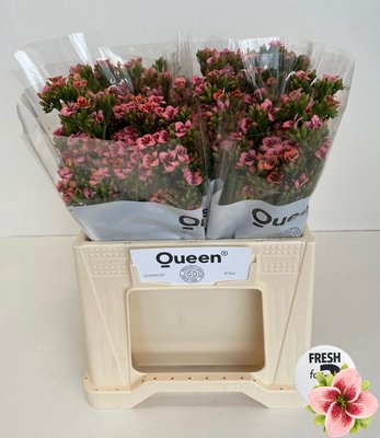 <h4>Kalanchoe forest pink meadow</h4>