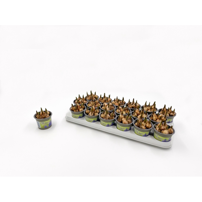 <h4>Muscari Blue Magic 9Ø 11cm</h4>