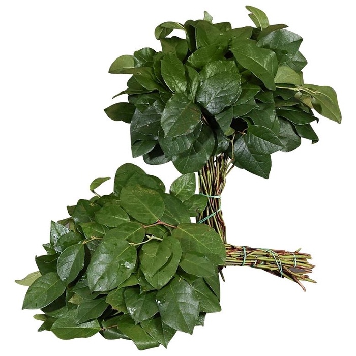 <h4>Salal Tip AIR</h4>