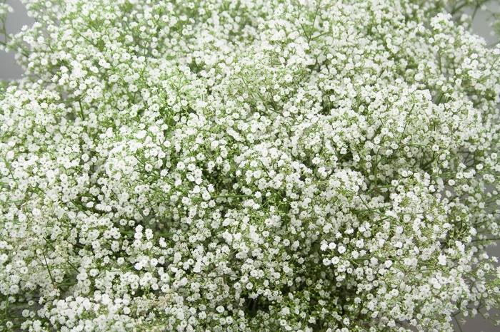 <h4>>> Gypsophila Million Stars 30gr **promo**</h4>