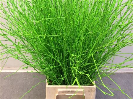 <h4>Berkentak Green</h4>