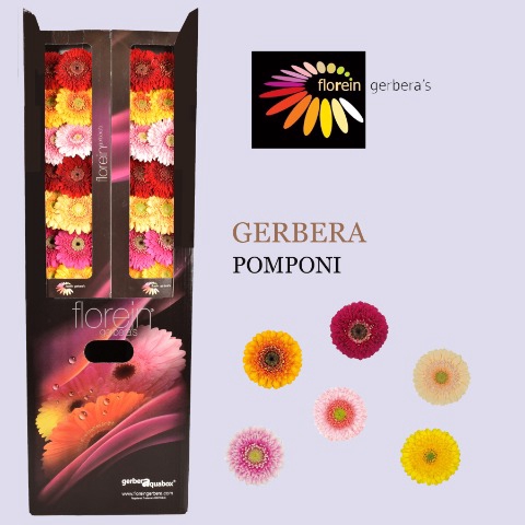 <h4>GE MB GERPONI R GEM pomponi gemengd</h4>