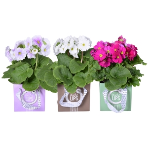 MoreLIPS® Primula Obc mixTRAY in giftbag