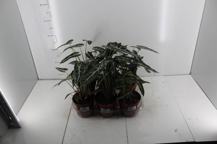 <h4>ALOCASIA PICOLLINI P12</h4>