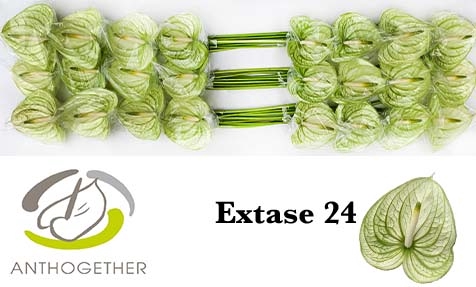 <h4>Anthurium extase</h4>