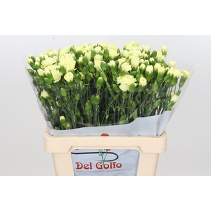Dianthus Sp Intermezzo
