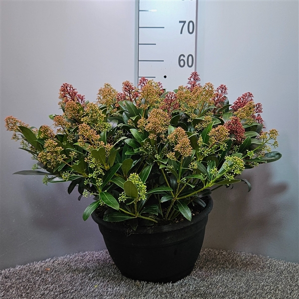 <h4>Skimmia japonica 'Duo-Colour' Schaal XL</h4>