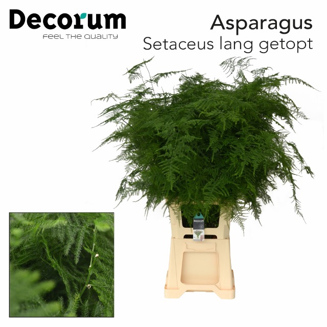 <h4>Leaf asparagus setaceus</h4>