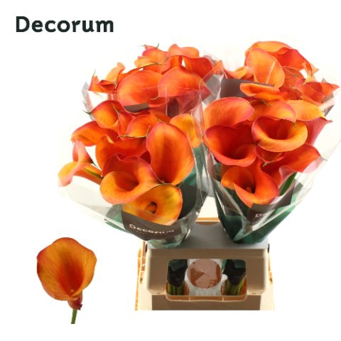 <h4>Zantedeschia captain odeon</h4>