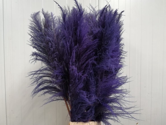 <h4>Corta Dried X X L Milka</h4>