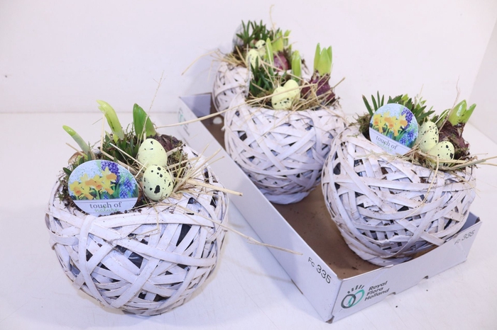 <h4>Arrangementen Bol/knolgewas</h4>