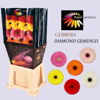 <h4>Gerbera diamond mix in row</h4>