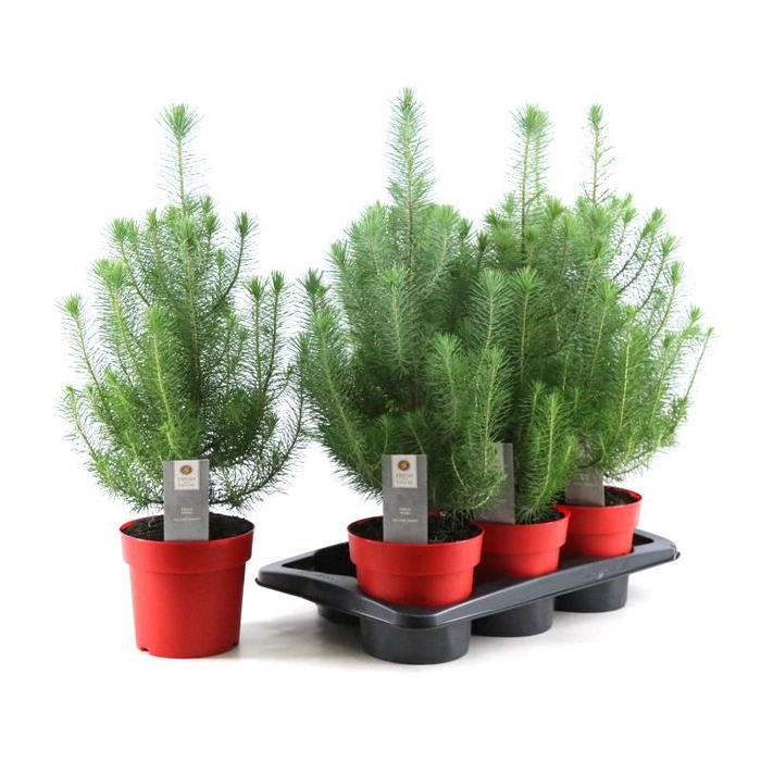 <h4>Pinus pinea Silver Crest</h4>
