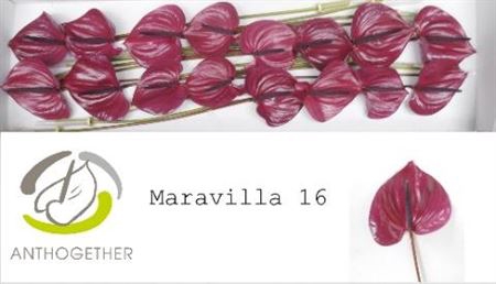 <h4>Anth A Maravilla</h4>