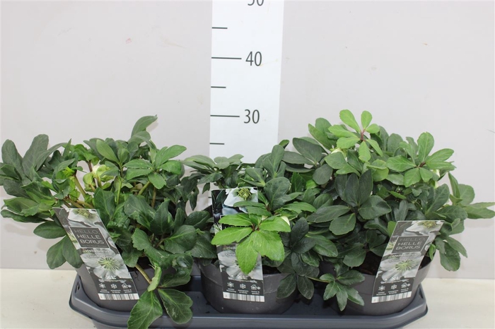 <h4>Helleborus Ni Chr Carol 6+</h4>