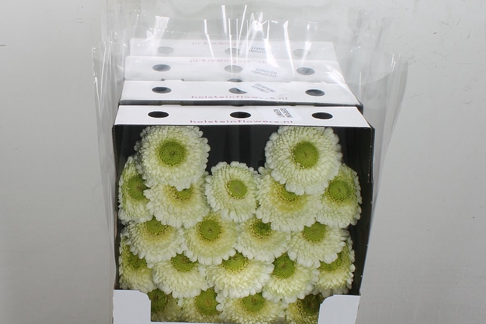 <h4>Ge Bv Pom Kermit 2.0</h4>