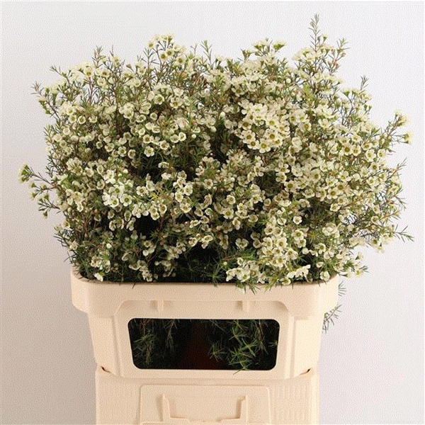 <h4>CHAME IVORY PEARL</h4>