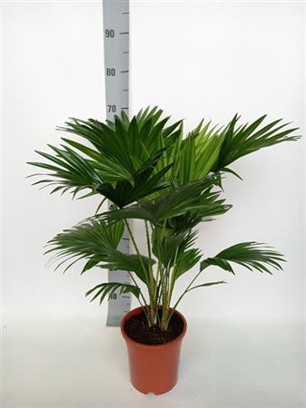 <h4>Livistona Rotundifolia</h4>