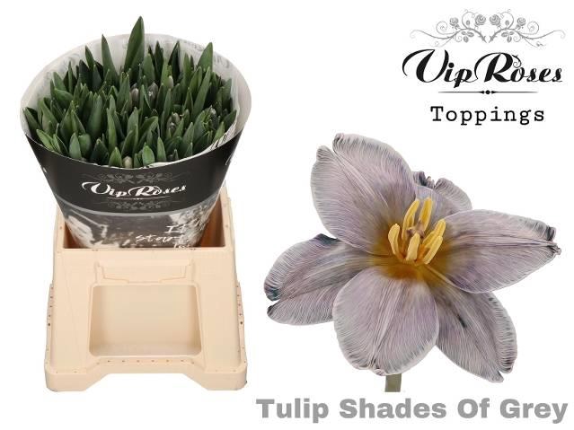 <h4>Tulipa si paint shades of grey</h4>