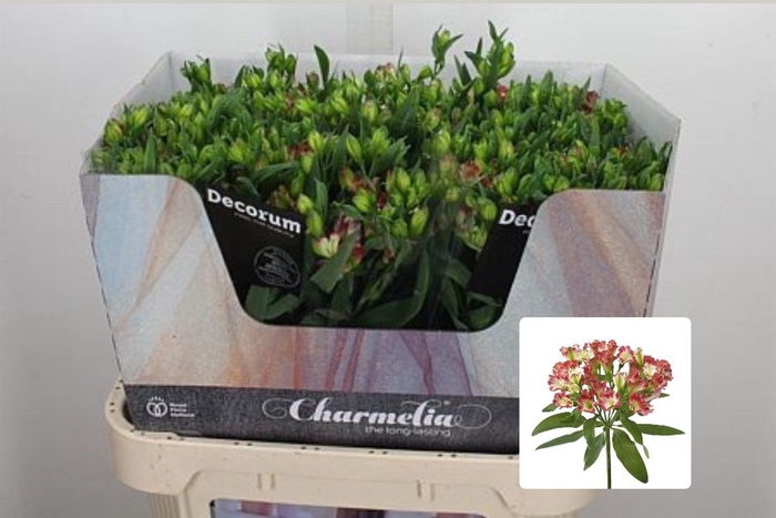 <h4>Alstr Fl Charmelia Blush</h4>