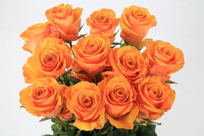 <h4>Rosa ec tycoon</h4>