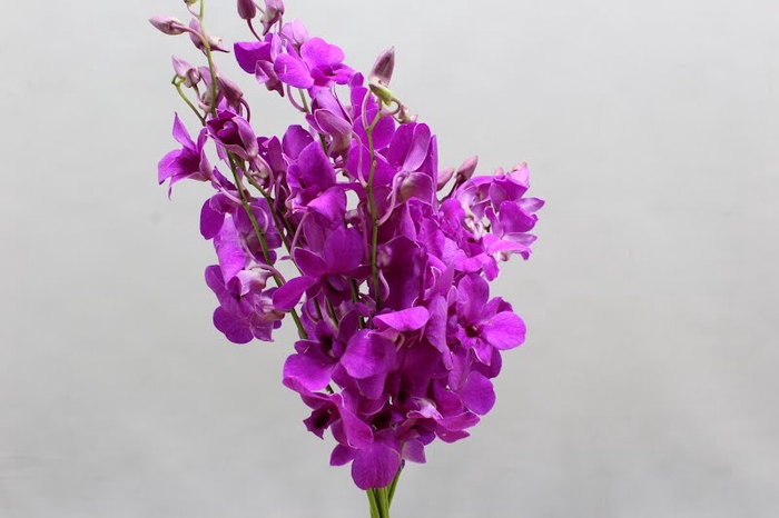 <h4>Dendrobium madame pompadour purple</h4>