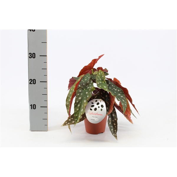 <h4>Begonia Maculata 12cm Duits etiket</h4>