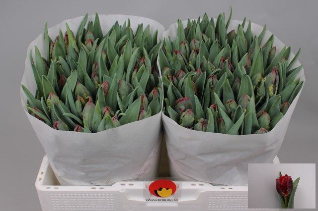 <h4>Tulipa pa rococo</h4>