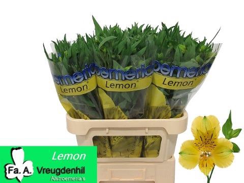 <h4>Alstroemeria lemon</h4>