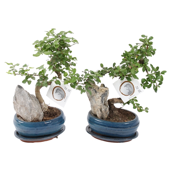 <h4>Bonsai Mixed with Rock in ø16cm Ceramic with Saucer</h4>