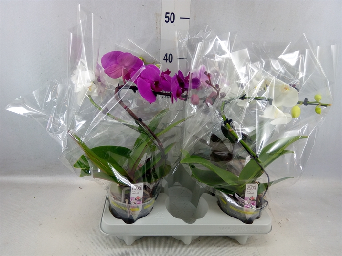 <h4>Phalaenopsis ...mix</h4>