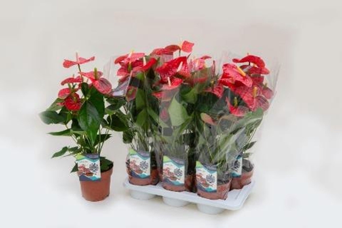 <h4>Anthurium (Andreanum Grp) Jambo Red</h4>