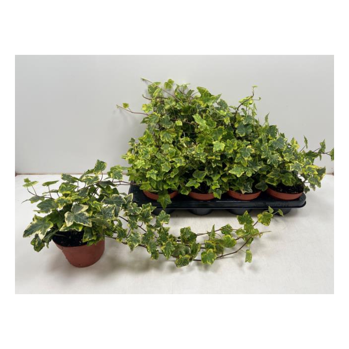 <h4>Hedera hibernica Golden Kolibri 13Ø 40cm</h4>