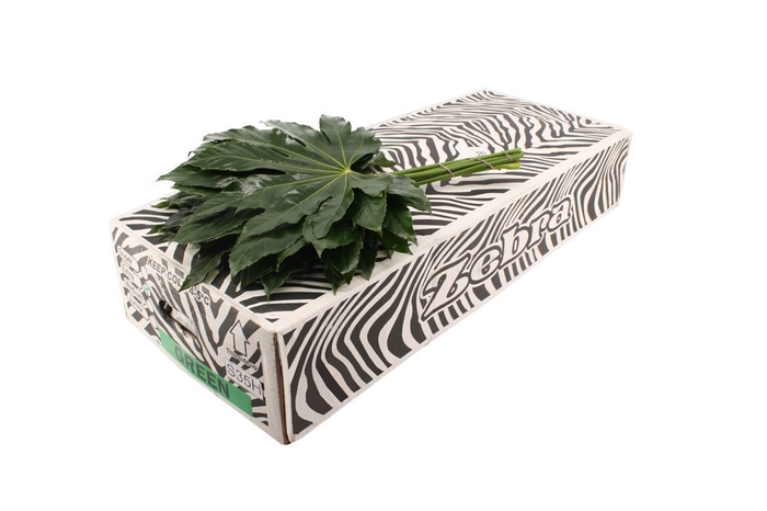 <h4>Aralia 40cm Medium</h4>