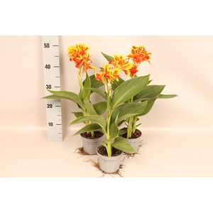 Canna generalis Cannova Red Golden Flame