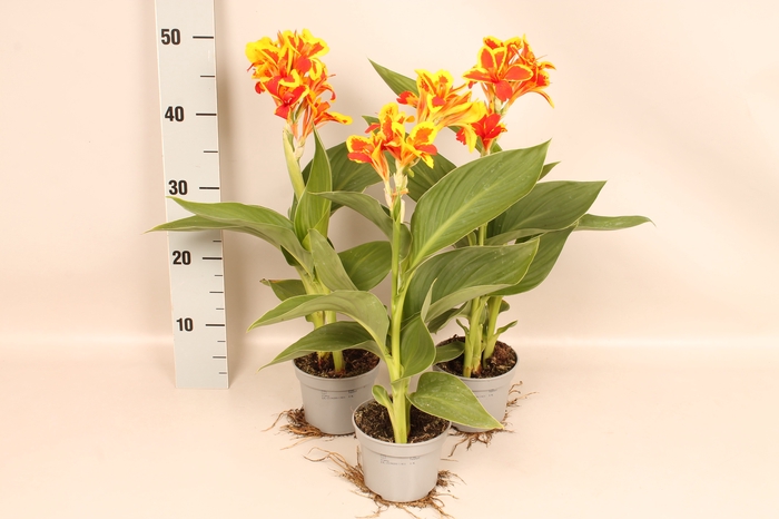 Canna generalis Cannova Red Golden Flame