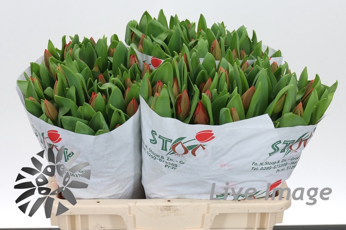 <h4>Tulipa si escape</h4>