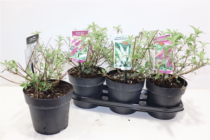 <h4>Budd Davidii Gem 3 Kleuren</h4>