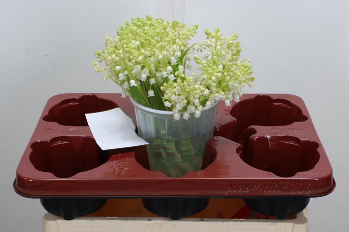 <h4>Convallaria P St</h4>