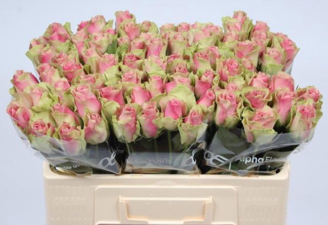 <h4>Rosa la belle rose</h4>