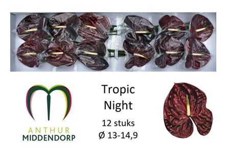 <h4>Anth A Tropic Night</h4>