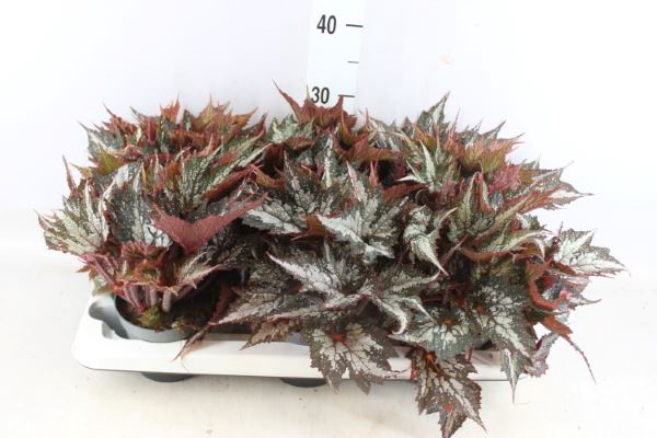 <h4>Begonia Bd 'sumatra Green'</h4>